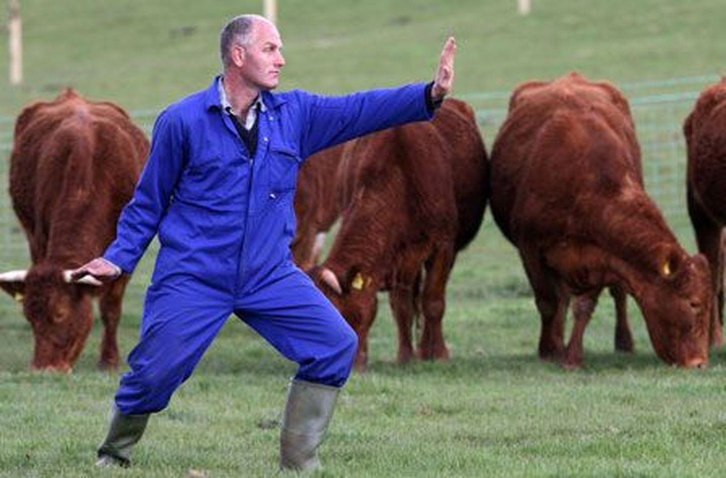 Farmer Rob Taverner teeb lehmadele t`ai chid