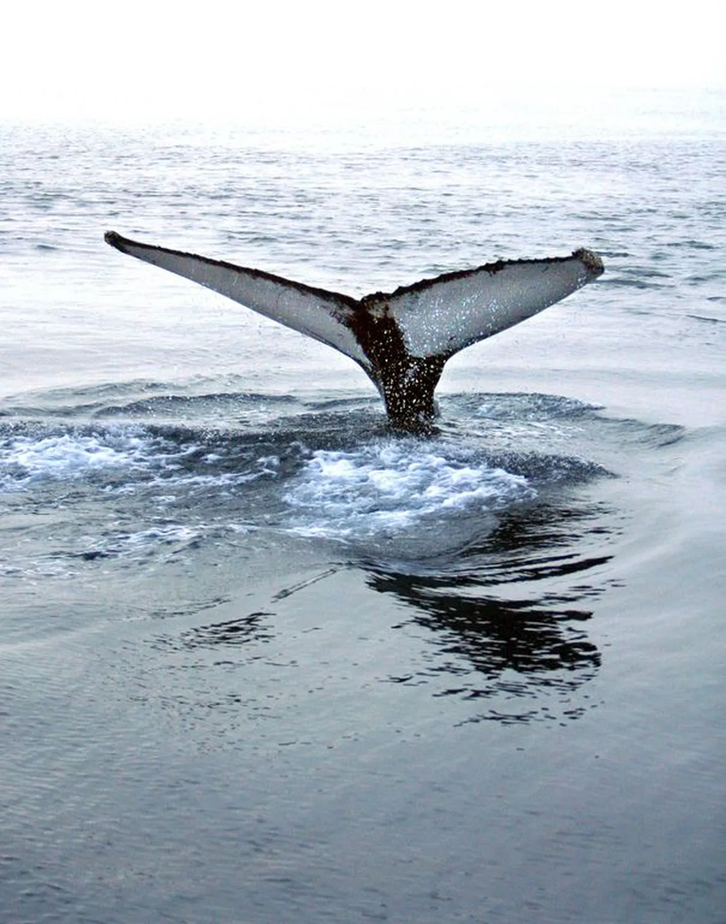 "Синий кит", как утверждается, дошел до Эстонии.