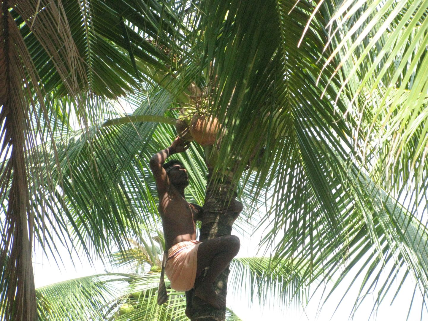 Nii käiakse Indias koduhoovis kookospähkleid korjamas.