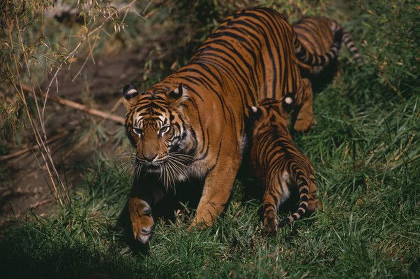 Sumatra tiiger.