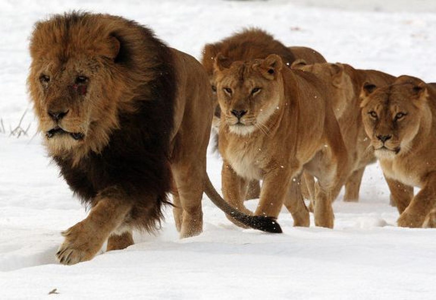 Lõvid lumes