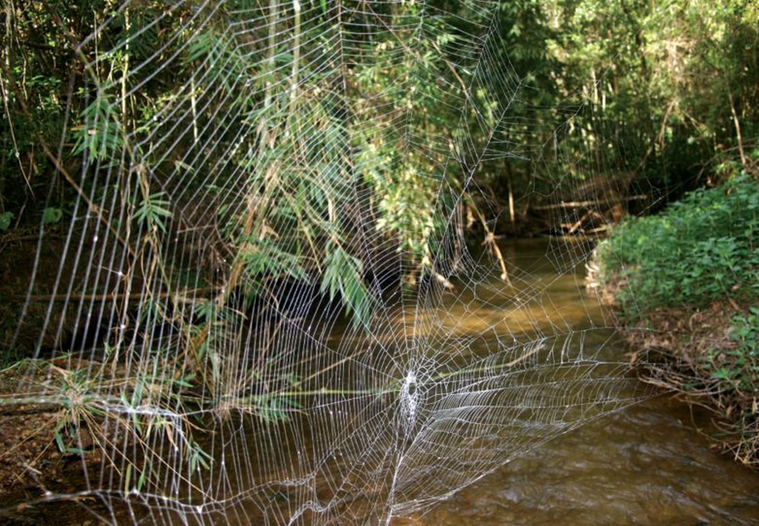 Caerostris darwini ämbliku võrk