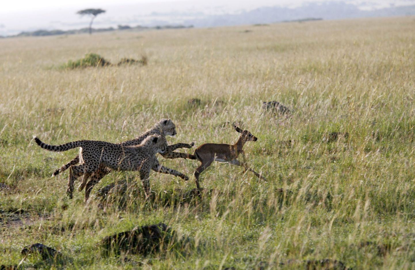 Gepardid impala näitel jahipidamist õppimas