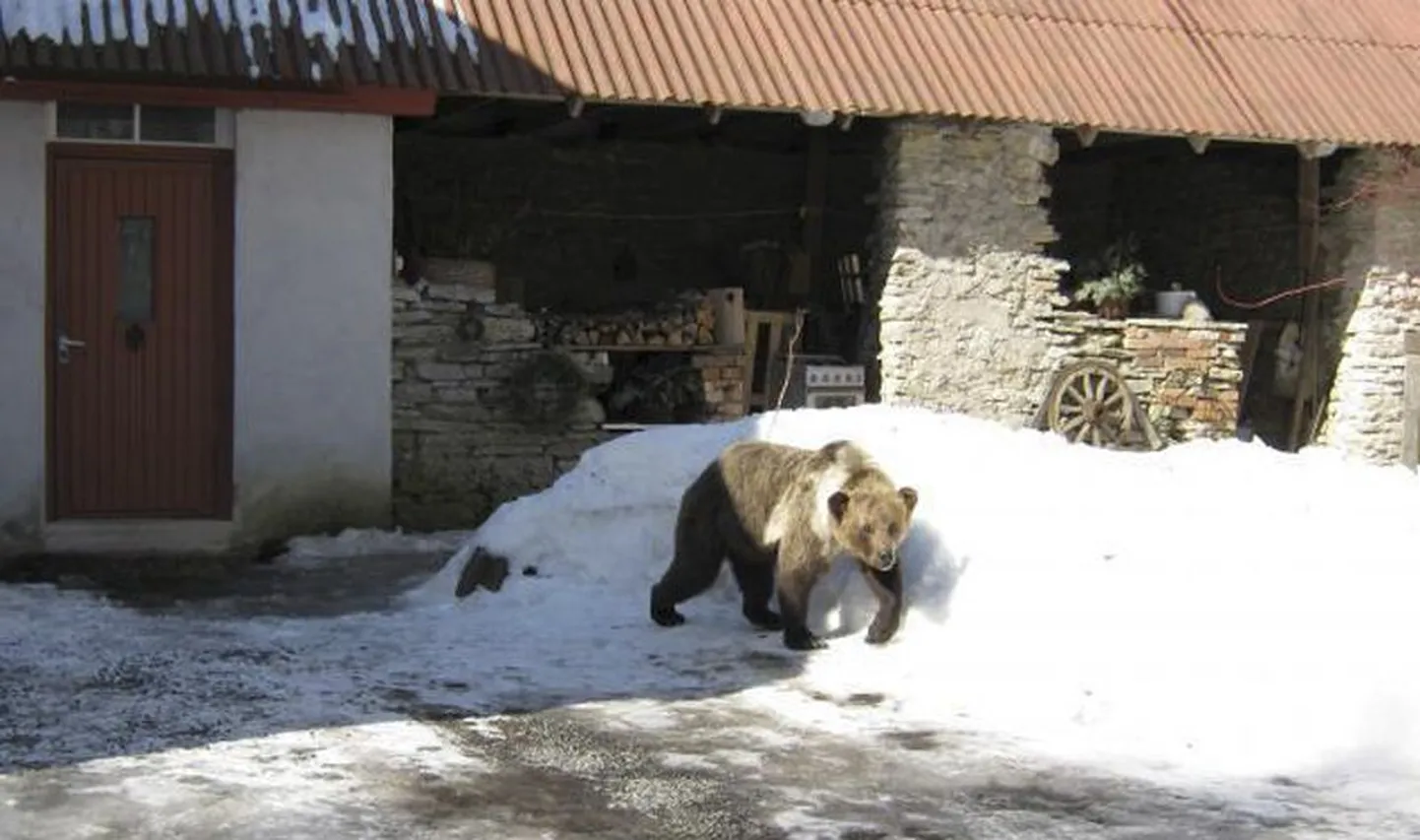 Reaalsena näiv foto karust koduhoovil levis eile üle Eesti kulutulena, alguse sai see sotsiaalvõrgustikust Facebook.