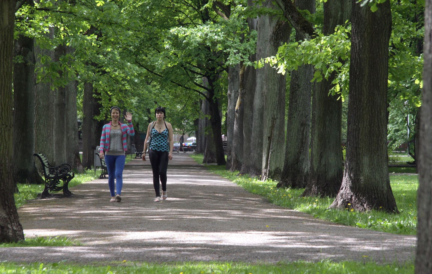 Pärnu linn kavatseb võtta Ringi tänava alleelt maha 12 puud.