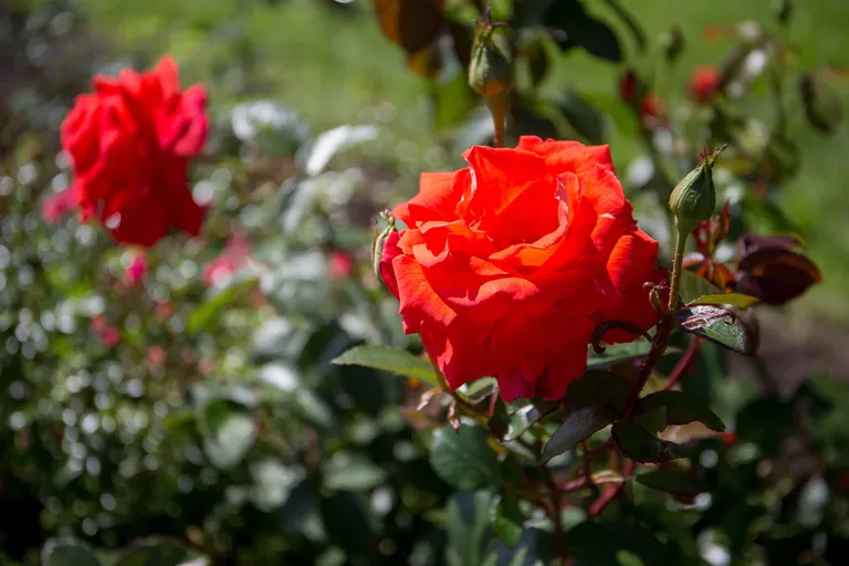 Розы. Фото: SANDER ILVEST/POSTIMEES/SCANPIX BALTICS