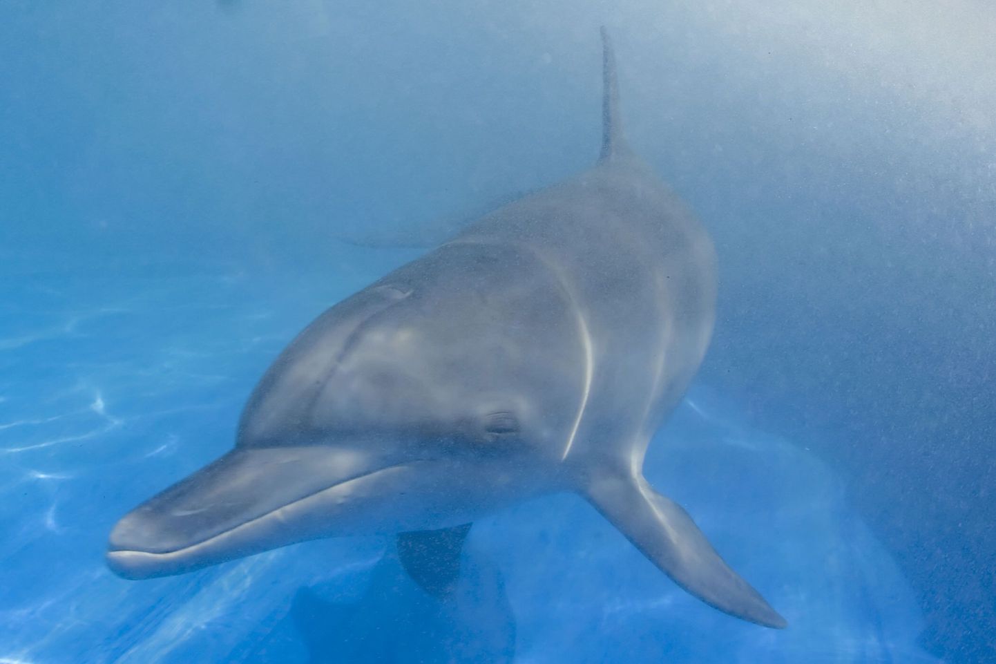 USA järvest leiti roosa nokisdelfiin