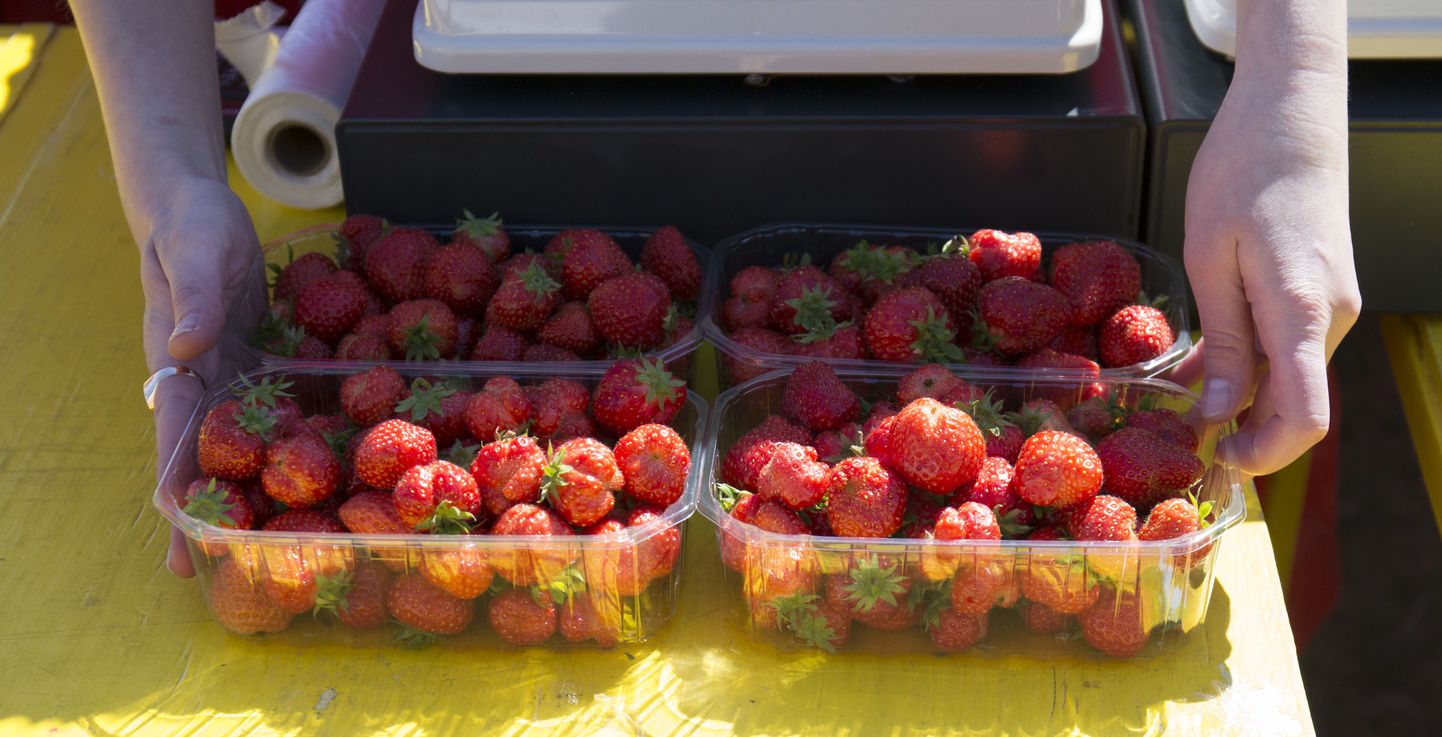 Esimesed Eesti maasikad.