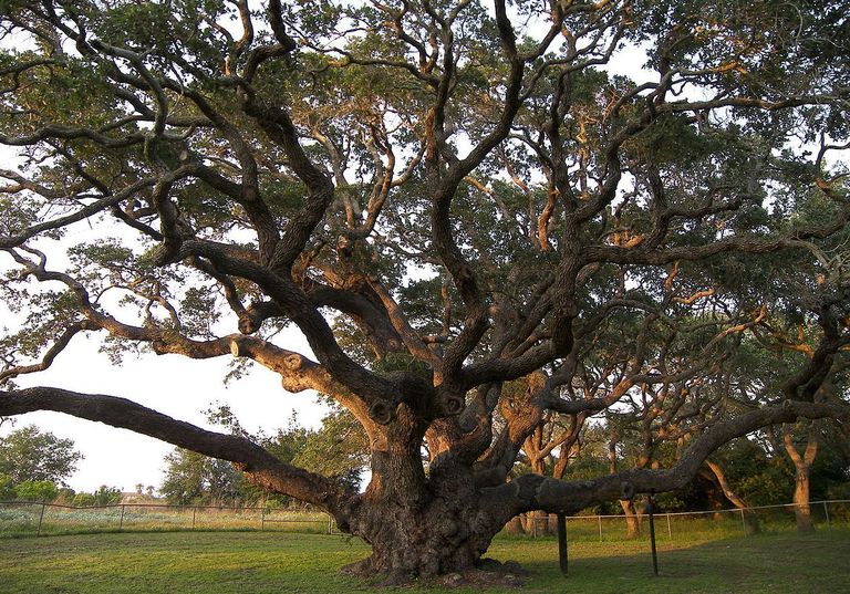 Texases kasvav 1000-aastane tamm The Big Tree / wikipedia.org