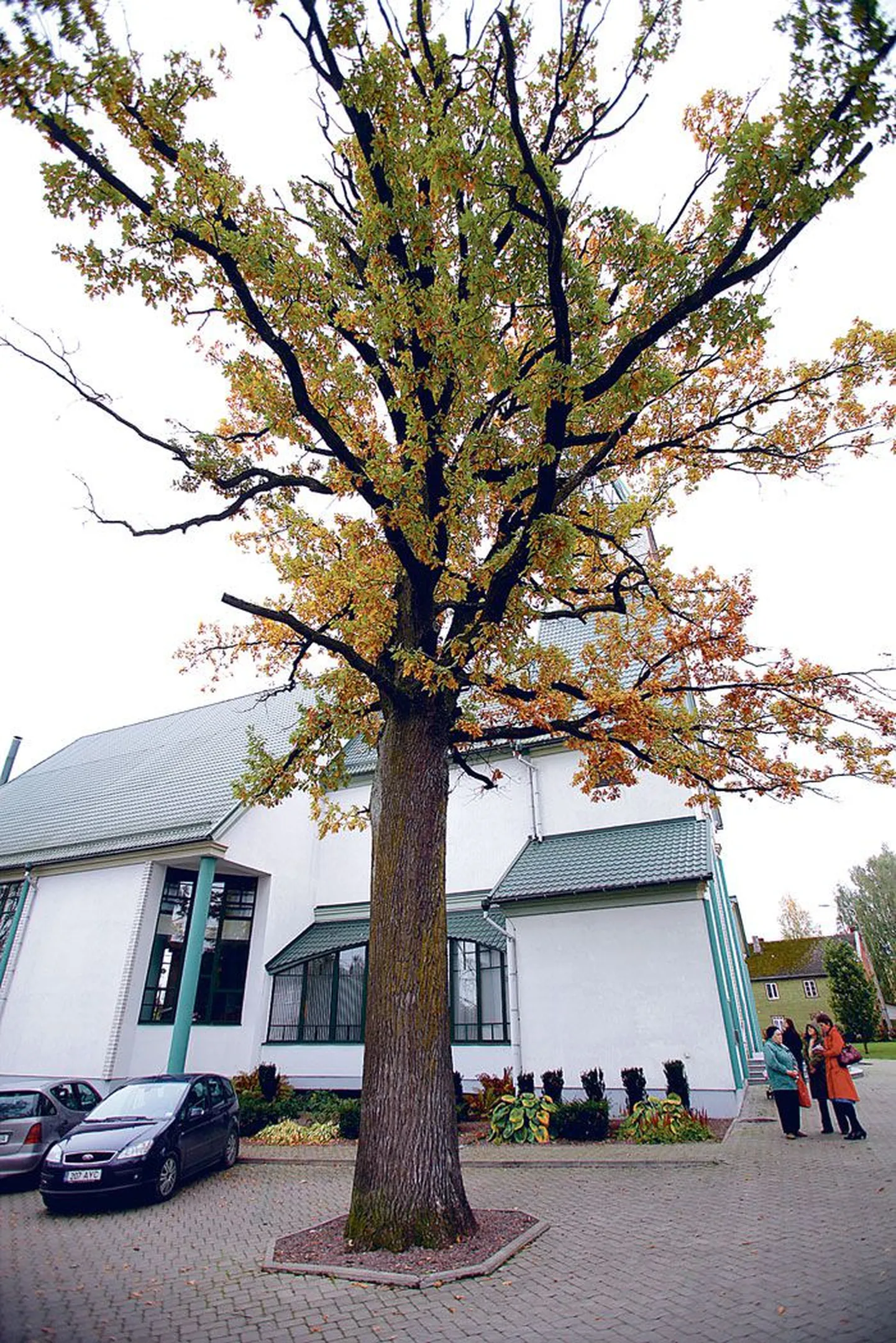 Mõni aasta tagasi hakkas Salemi kiriku parklas kuivama 3,3-meetrise ümbermõõduga 112-aastane tamm.