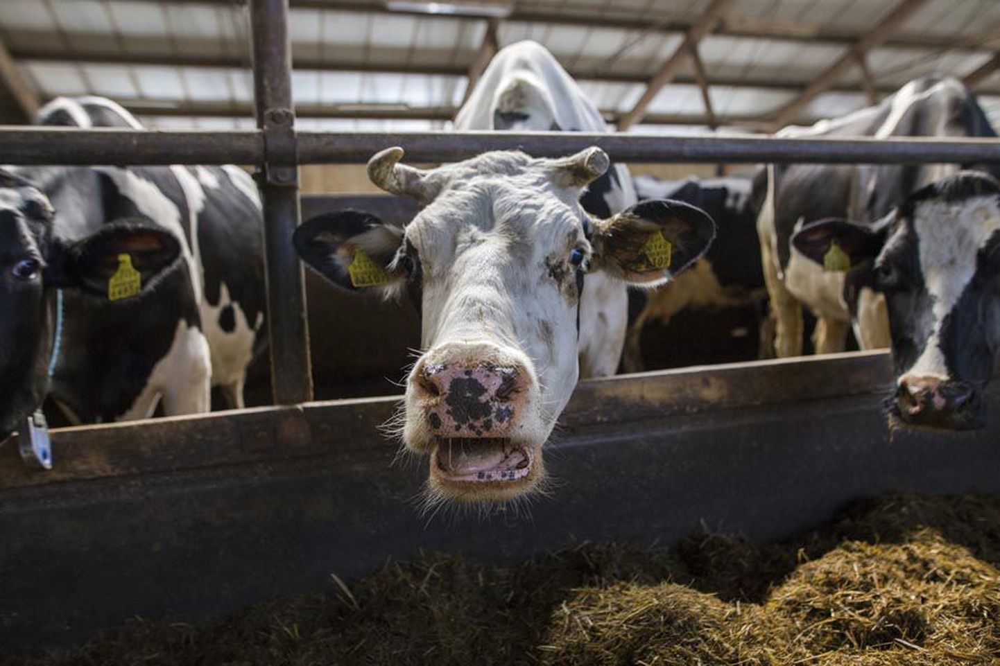 Kõos on piimatootja tõusulaineks hästi valmistunud ja lehmade arv on suurem kui kunagi varem.