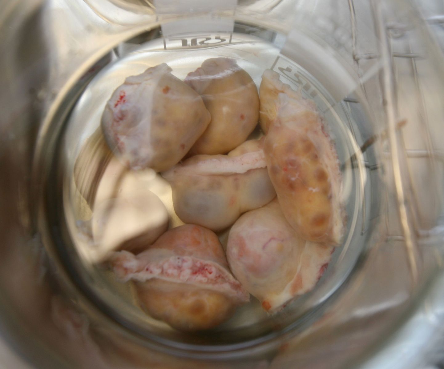 Maaülikooli ja Tartu Ülikooli teadlased töötavad vasika kloonimisega ravimitööstuse tarvis.