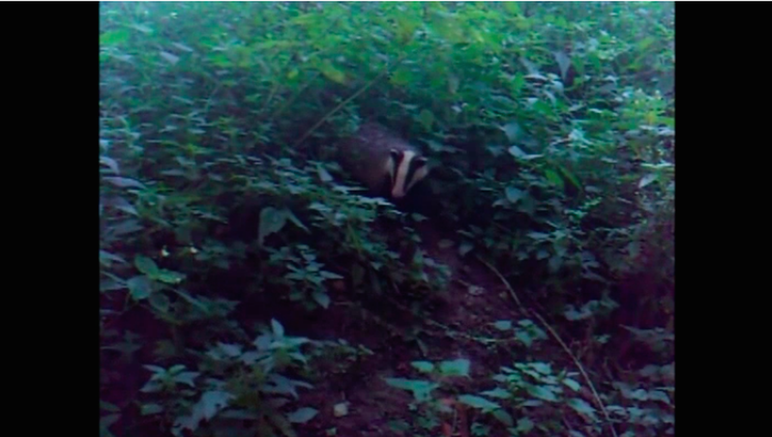 Mäger. Video monteeris zooloog Ragne Oja.