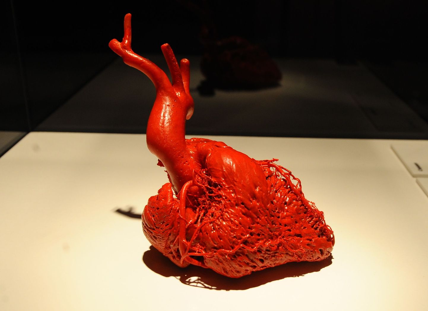 Näitus inimese kehast. Pildil inimese süda.