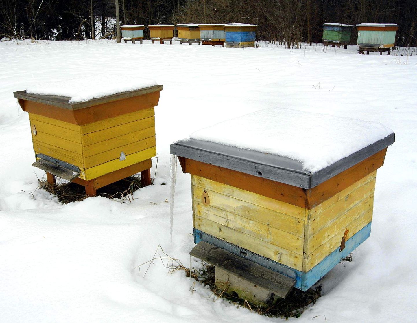 Antu Rohtla enda mesila tuli paksu lume alt välja külmast ja haigustest puutumatuna.