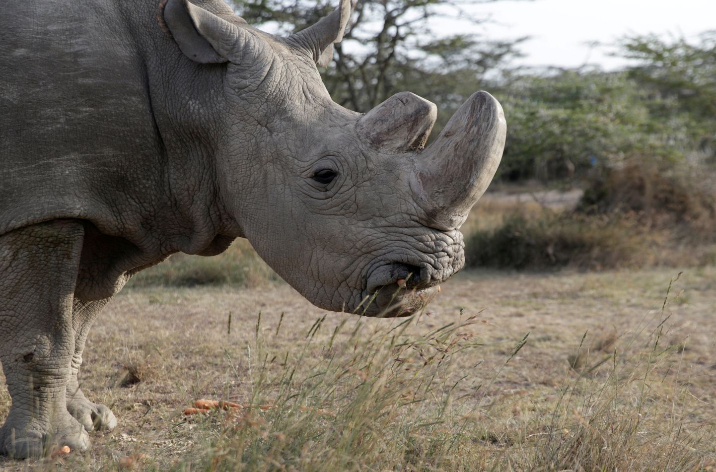 Последний самец северного белого носорога по кличке Судан.