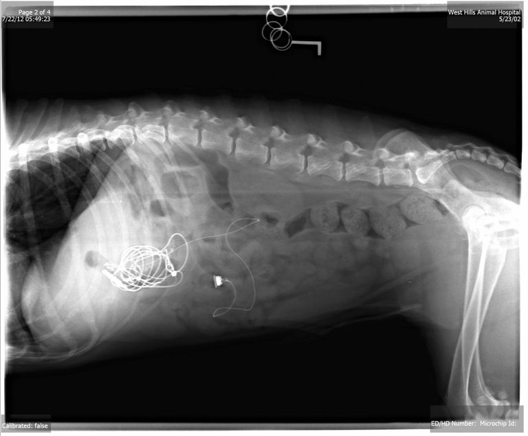 Üks terjer pistis nahka omaniku kõrvaklapid. Foto: Veterinary Practice News / Caters News