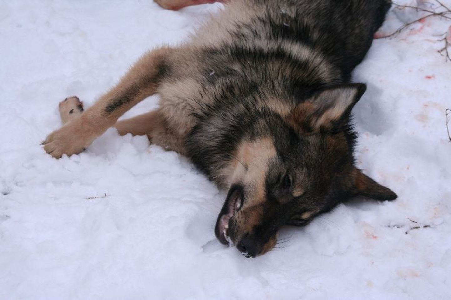 Selle hundi ja koera hübriidi tabasid kütid 2009. aastal Läänemaal Taeblas. Looma erilisuse reetis tema karvkate, mis oli hundi jaoks liiga tume. Kinnituse isendi hübriidsusele andis Maris Hindriksoni tehtud geneetiline analüüs.