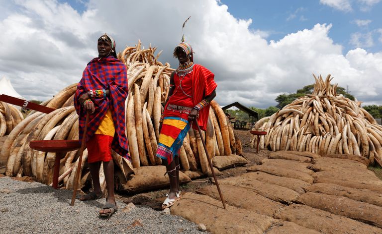 Maasai hõimu mehed elevantide võhkadega (REUTERS).