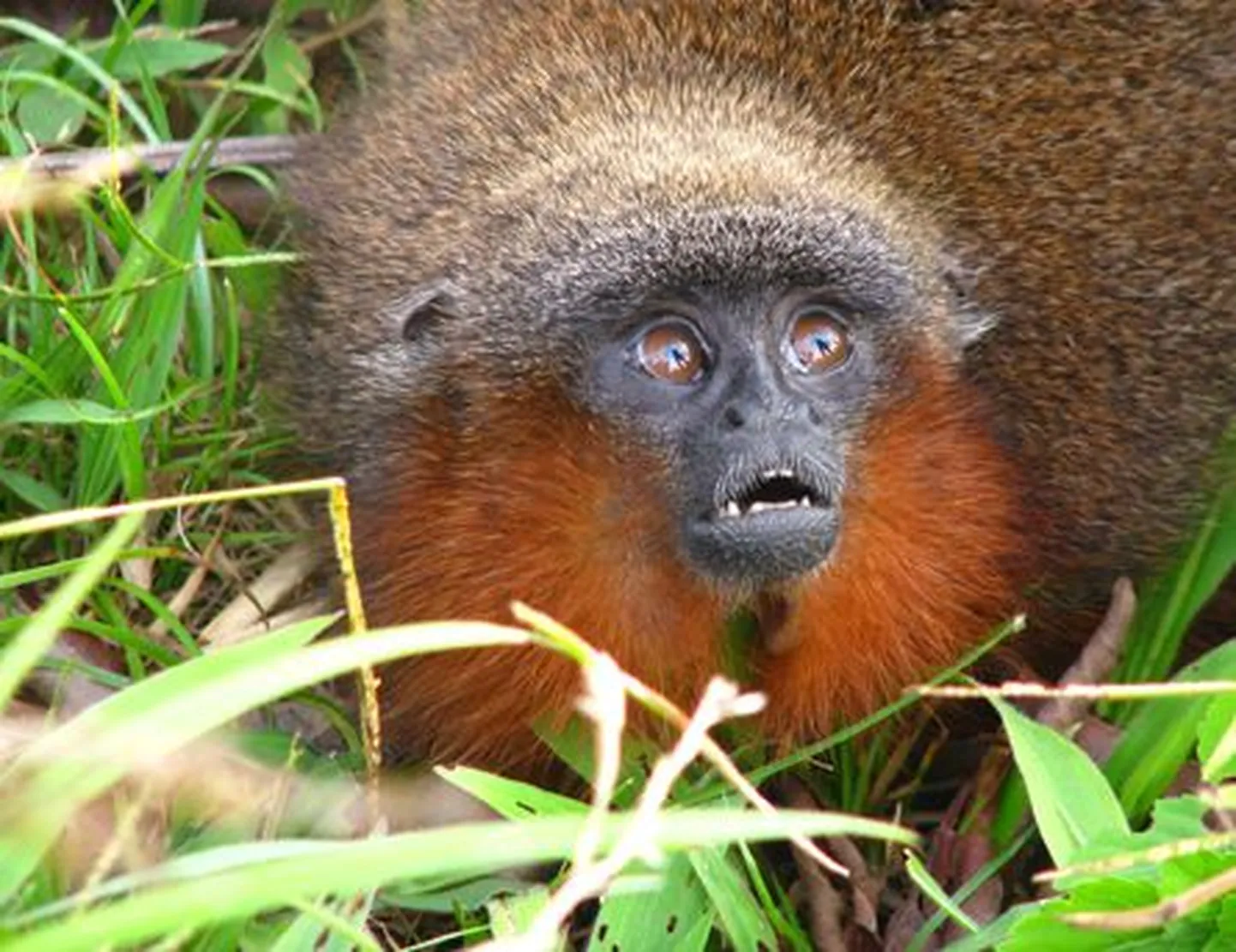 Amazonasest leitud umbes kassisuurune Caquetá titi-ahv, kelle järglased nurruvad väiksena nagu kassid.