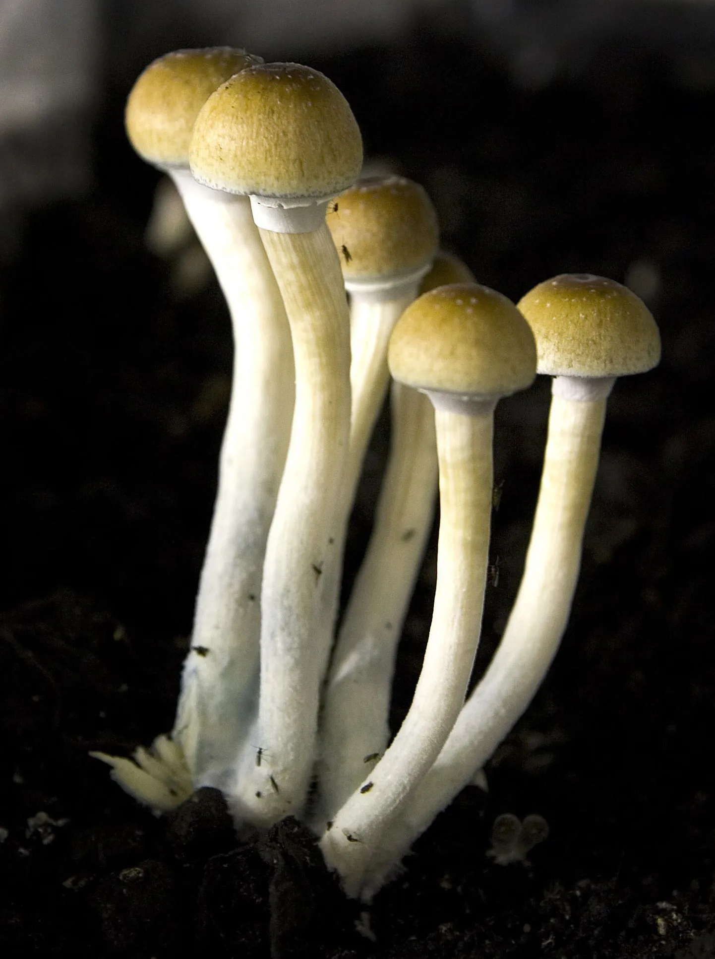 Галлюциногенные грибы.