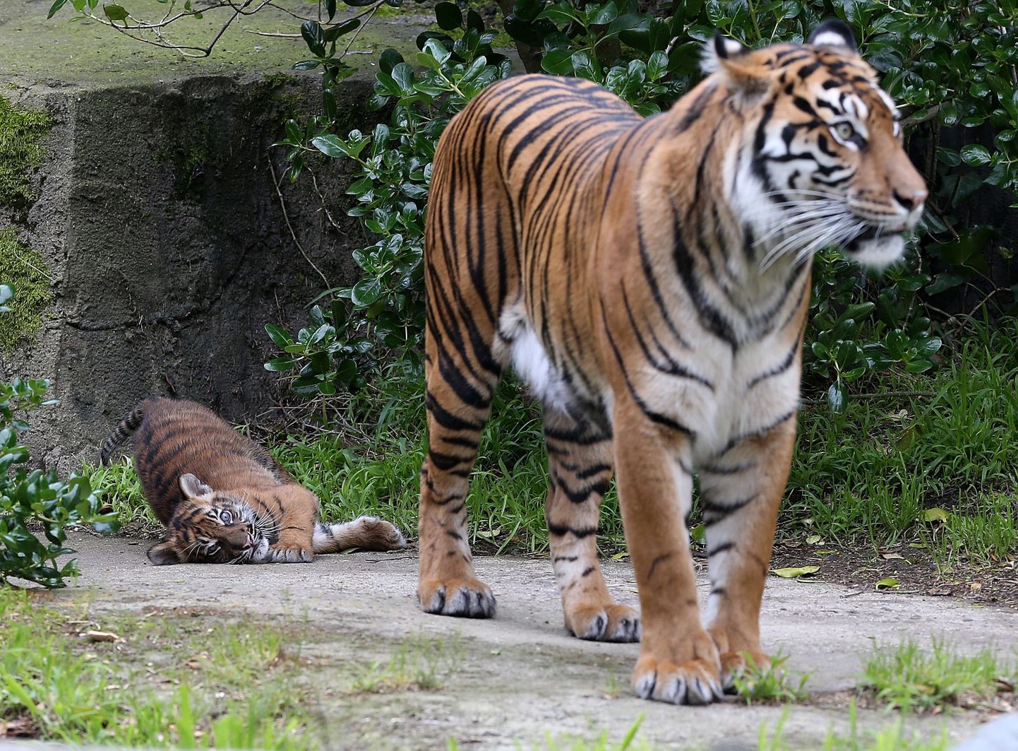 Seksinäljas tiiger sai võimaluse paarituda safaripargis