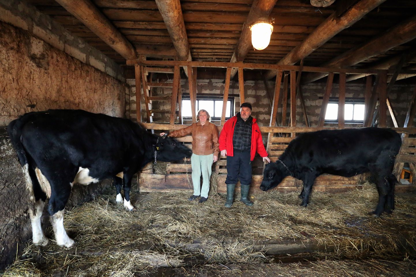 Pildil Kambja vallas Palumäe külas elavad Liilia ja Priit Kuus oma lehmadega.