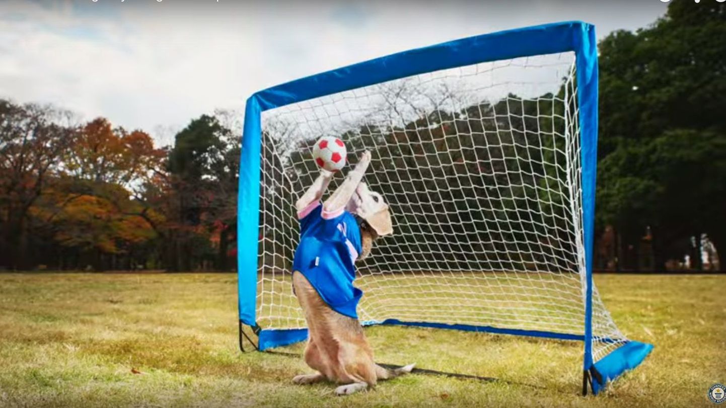 Beagle Purin harjutab pallipüüdmist iga päev 15 minutit
