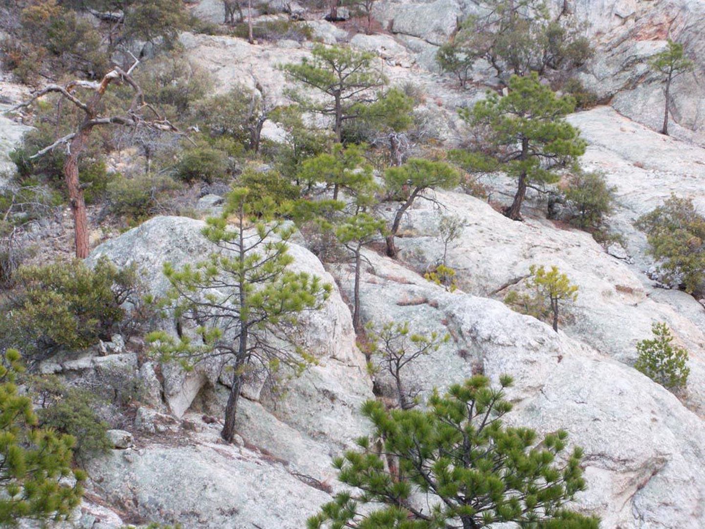 Kollased männid suudavad Mount Lemmoni kaljudel kasvada ainult tänu sellele, et nende juurtel elavad erilised bakterid.