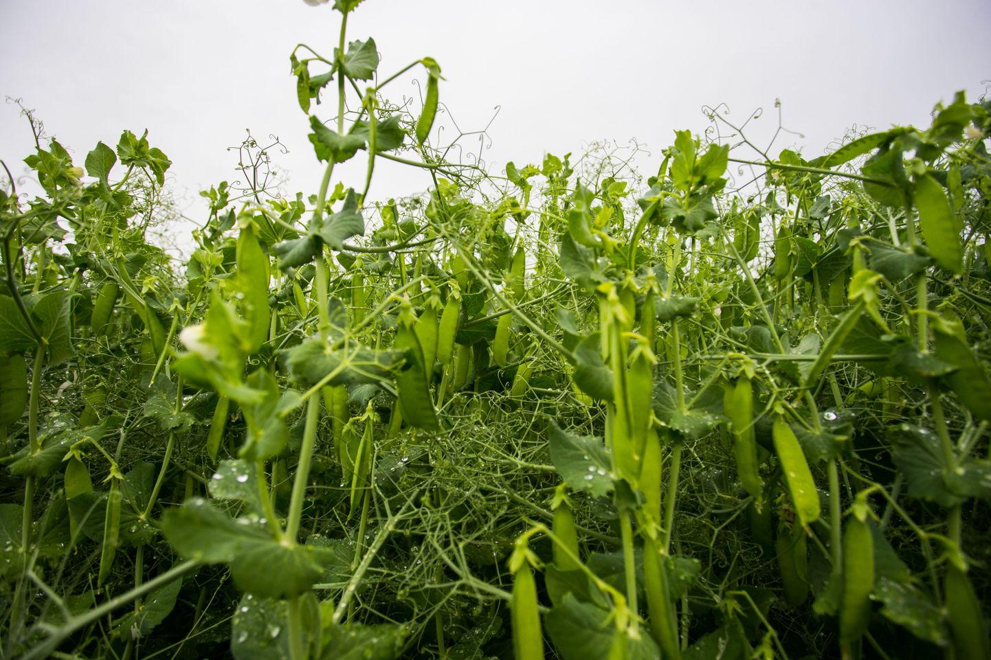 Mahedalt kasvavate kaunviljade pindala suurenes mullu 81 protsenti.