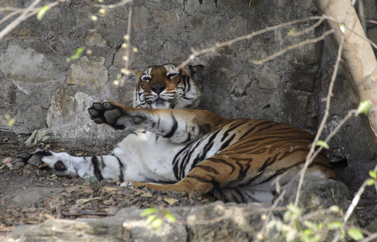 Nepali Katmandu loomaaia ülekaalulised tiigrid pannakse dieedile
