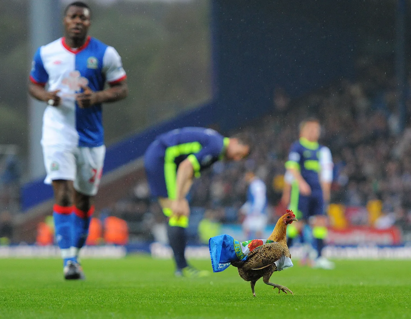 Blackburni ja Wigani vahelise mängu ajal jooksis platsil ringi kana.