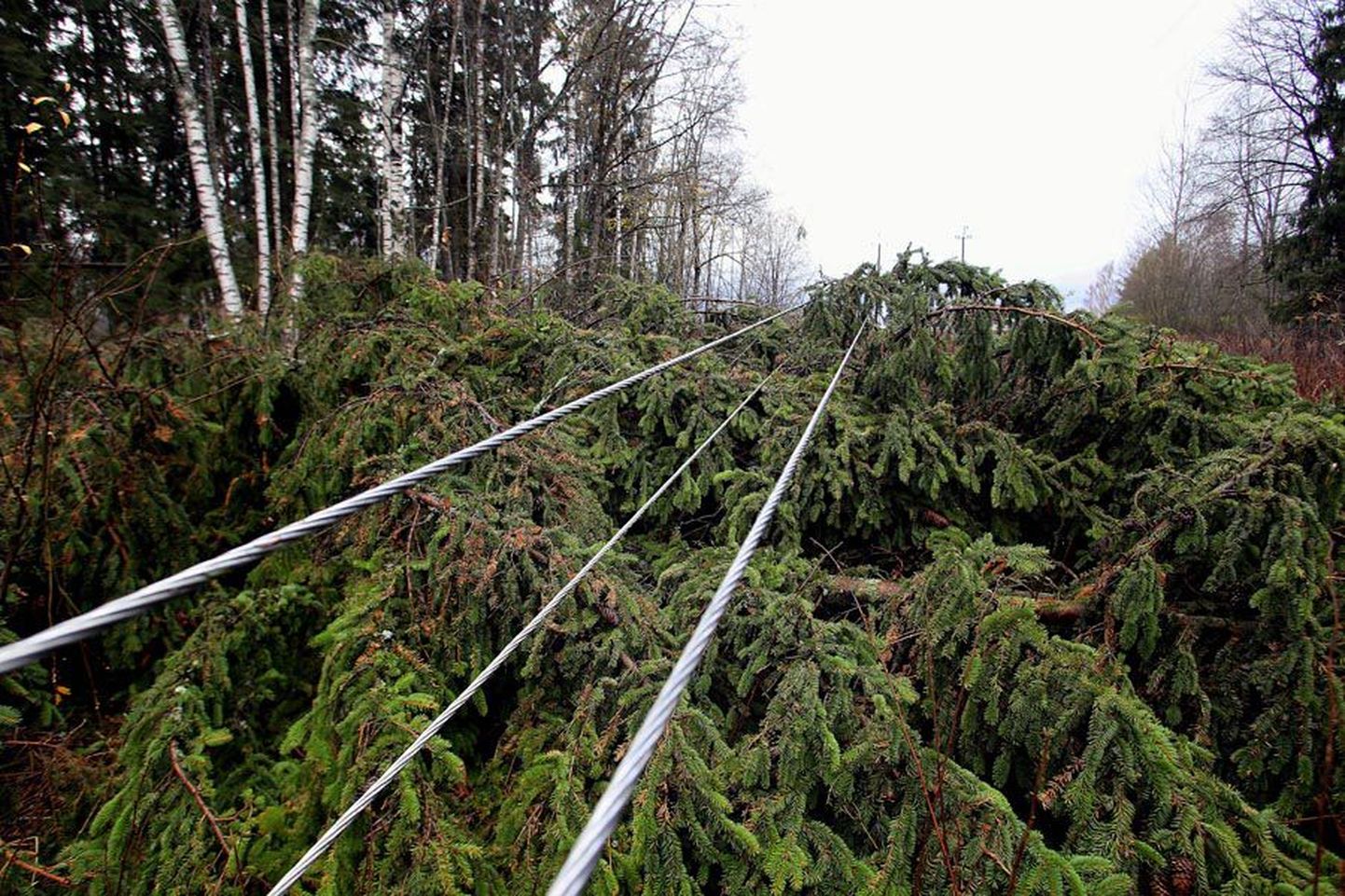 Vooluvõrgu rikked on enamasti põhjustanud liinile kukkunud puud.