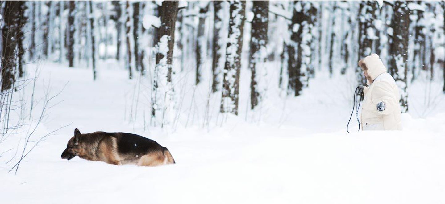 Ühtlaselt kõrge lumikate ja jätkuvalt püsivad keskmiselt külmad ilmad sundisid eile Tallinnas Nõmme metsas ühtviisi pingutama nii koera kui ka tema peremeest. Inimese parim sõber nägi tõsist vaeva hanges sumpamisega, tema peremees aga pidi kehasooja säilitamiseks end soojade riietega varustama.