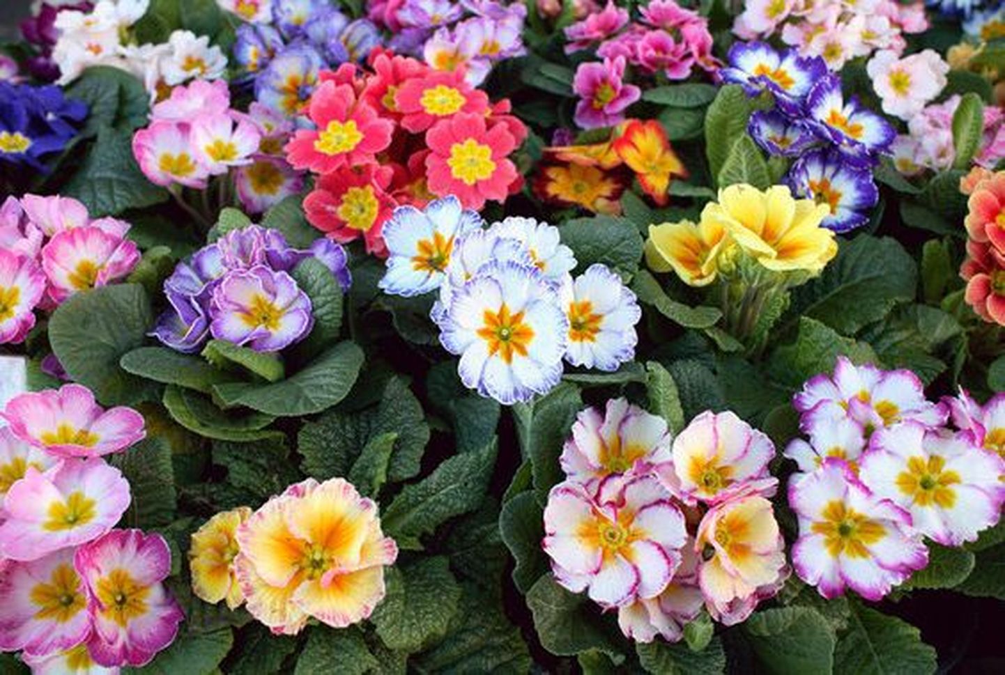 Tokyos aitavad lilleklumbid sissemurdmisi ära hoida
