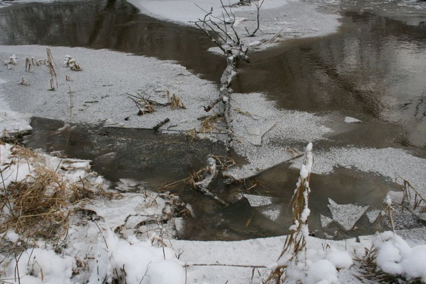 Место, где нарушители переплыли реку, и их следы на снегу