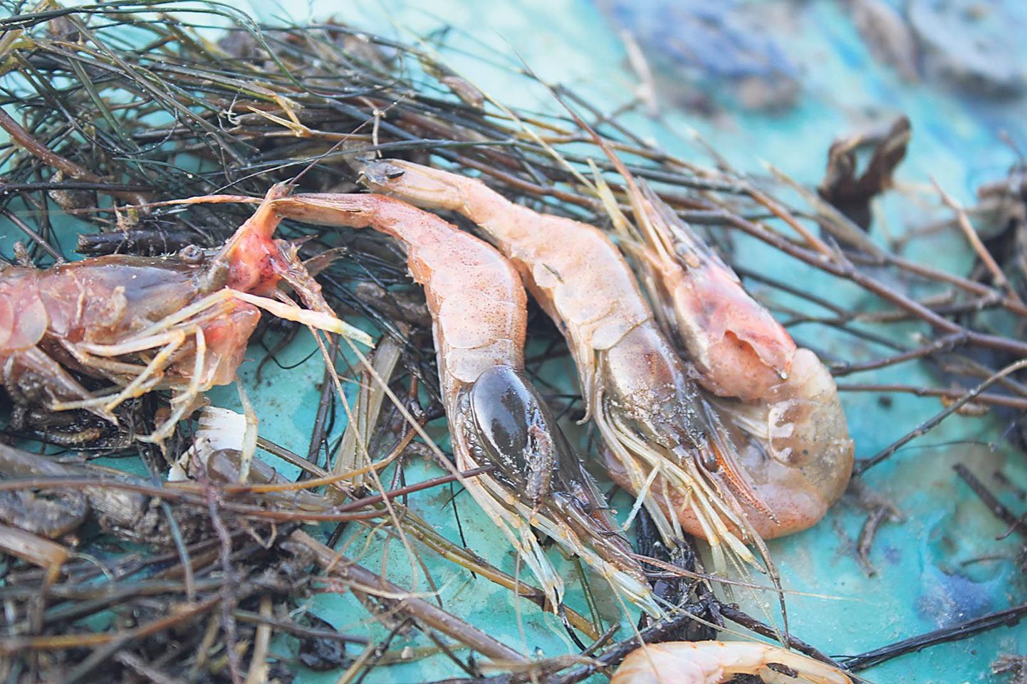 Jaagupi kaluri Avo Naari püütud krevetid on siinkandis võõrliik, mille kogusaak oli umbes pangetäis ehk kogus, mis oma rohkusega üllatas mereelustiku uurijaidki.