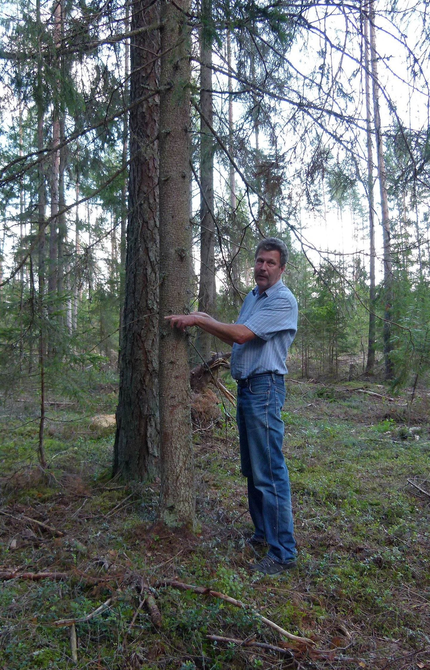 Rahel-Puidu juht Märt Jürgens Valgamaa metsas metsaomanikele näitamas, missugust palki ta liinipostide jaoks neilt osta tahaks.