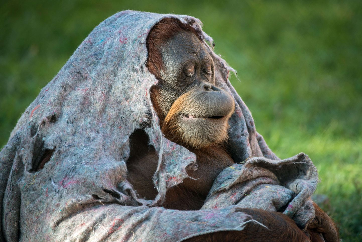 Rio de Janeiro loomaaia orangutang katab end külma kaitseks tekiga.