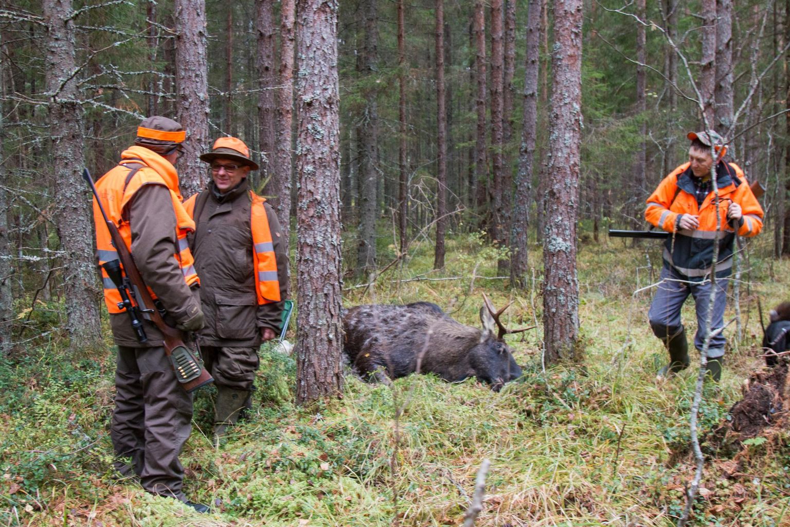 Lääne-Virumaa jahimehed on kohustatud tänavu küttima üle poole tuhande põdra.