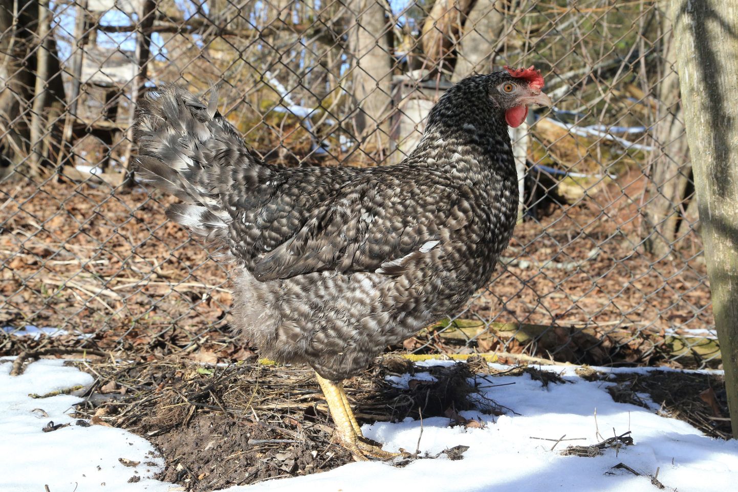 Üle pika aja õue pääsenud kana tervitab kevadet.