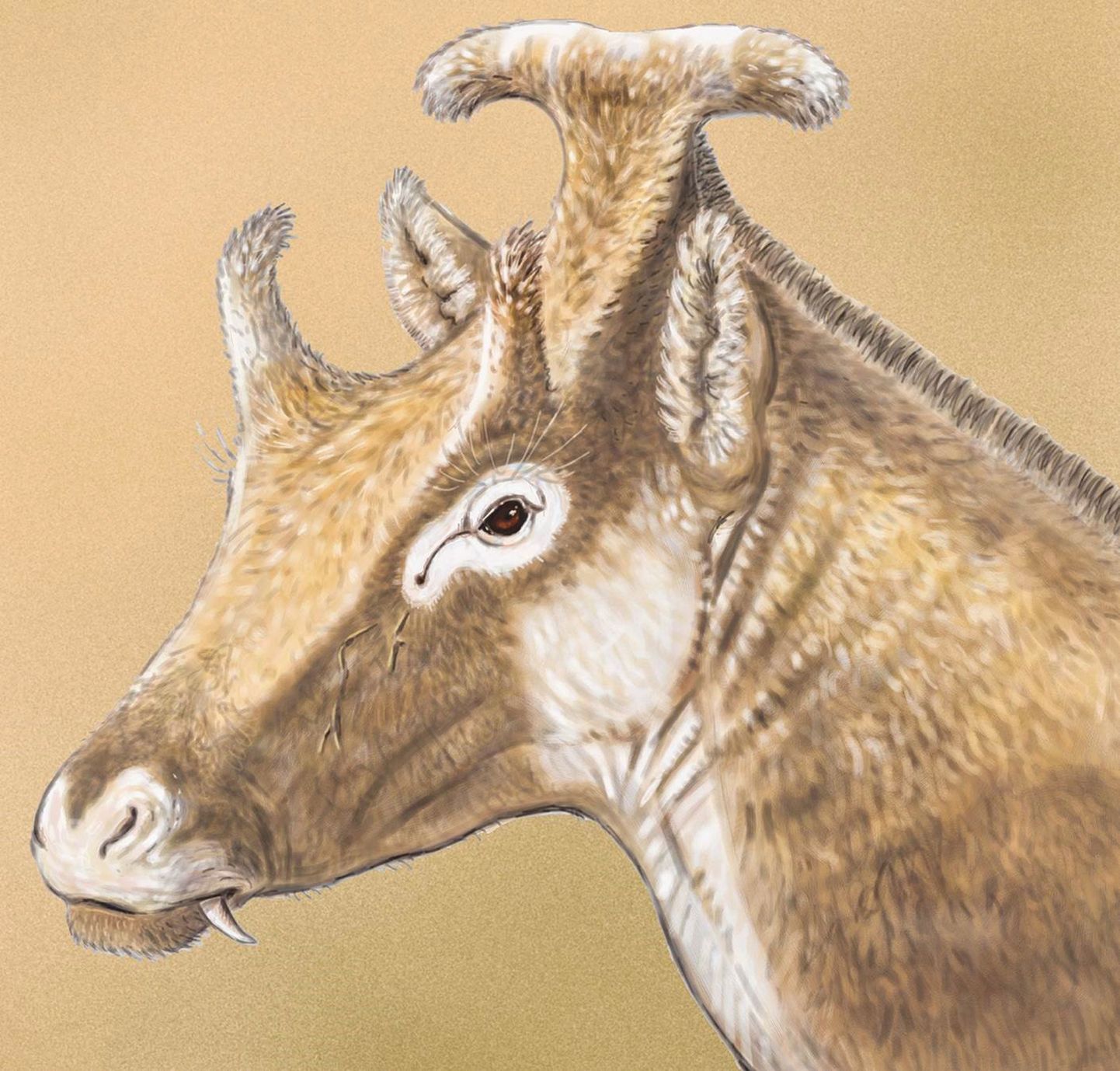 Keskmise hirve suurune Xenokeryx amidalae  elas Euroopas umbes 15 miljonit aastat tagasi