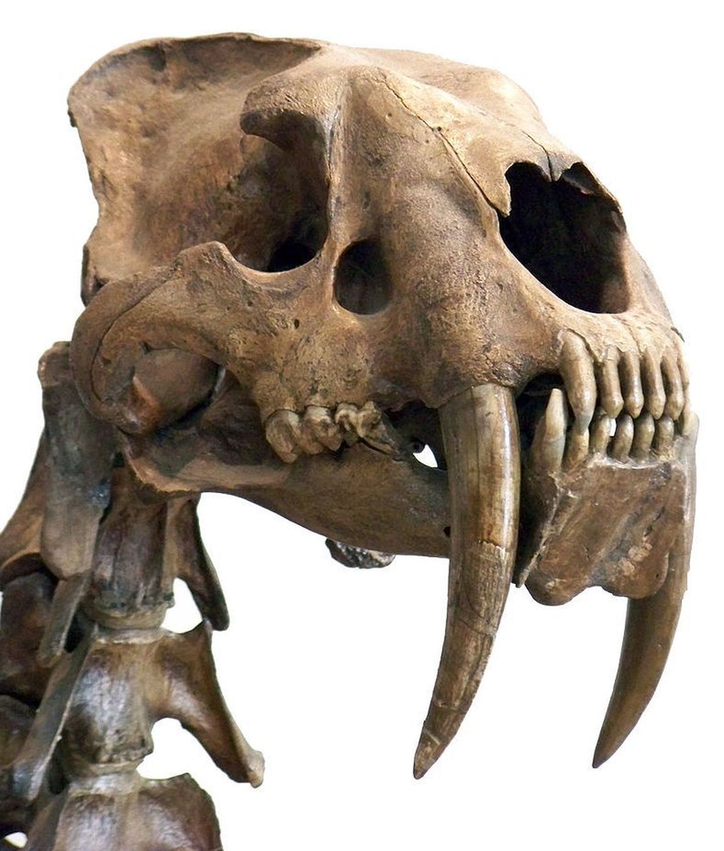 Mõõkhambulise tiigri skelett