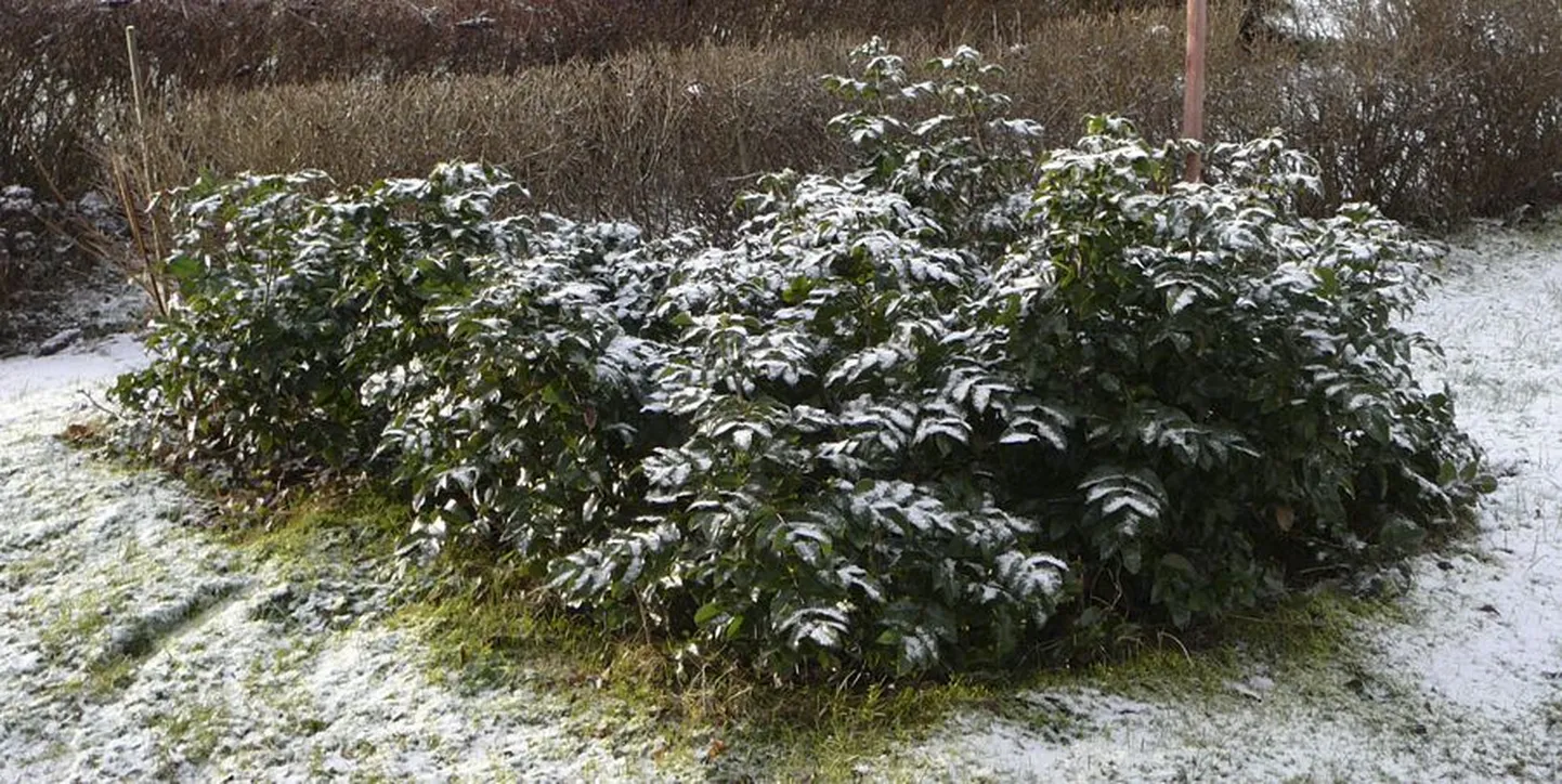 Läiklehise mahoonia lehed on kutsuvalt kaunid ka talvel.
