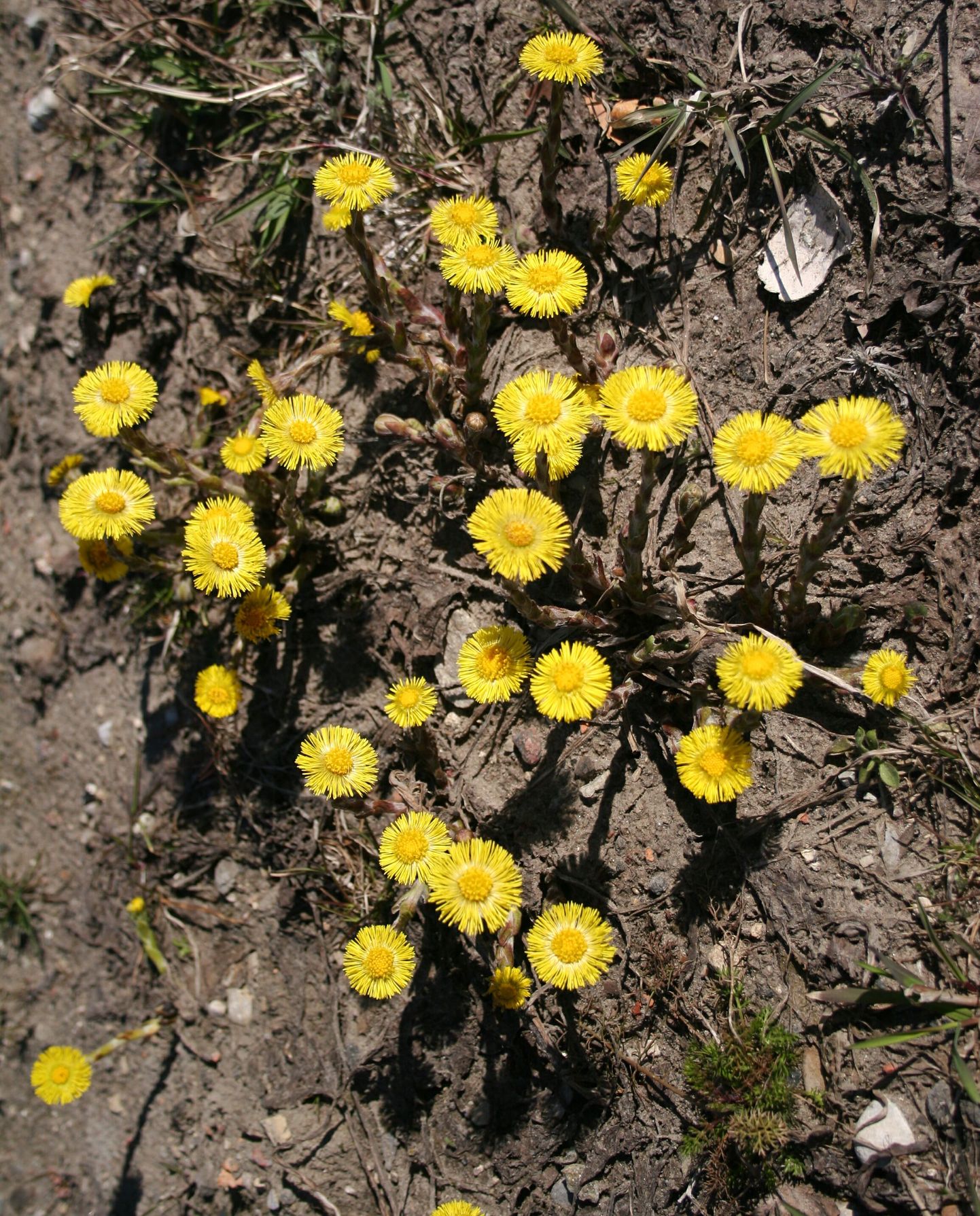 Kevadet kuulutavad paiselehed kraavipervel.