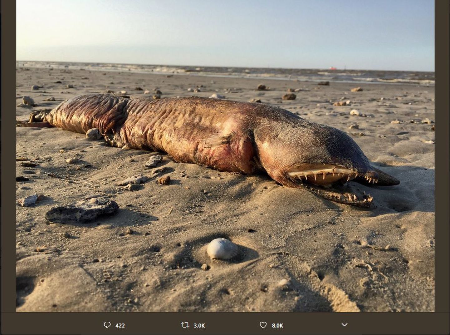 Неизвестное зубастое чудовище нашли на пляже после урагана «Харви».