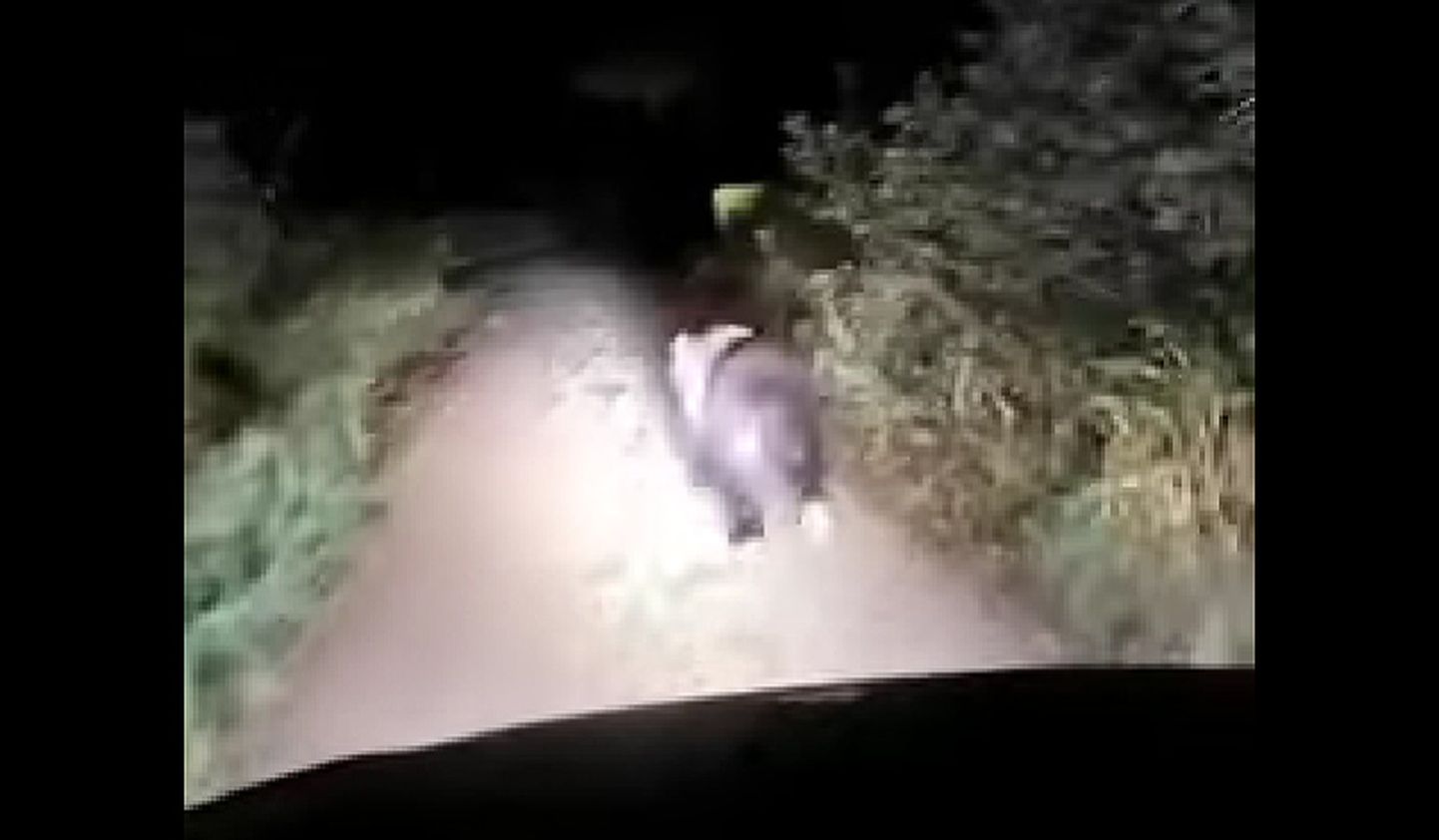 Водитель преследует медведя
