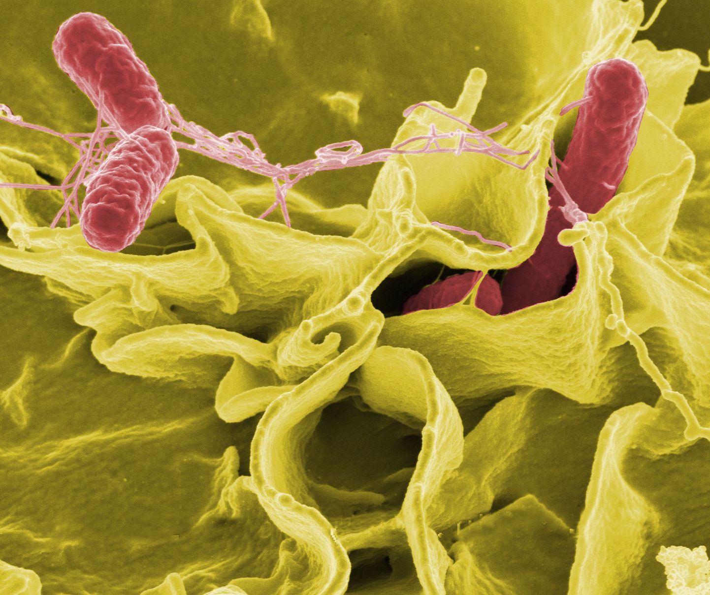 Бактерия сальмонеллы.