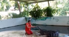Видео не для слабонервных! Крокодил пытается откусить голову дрессировщику