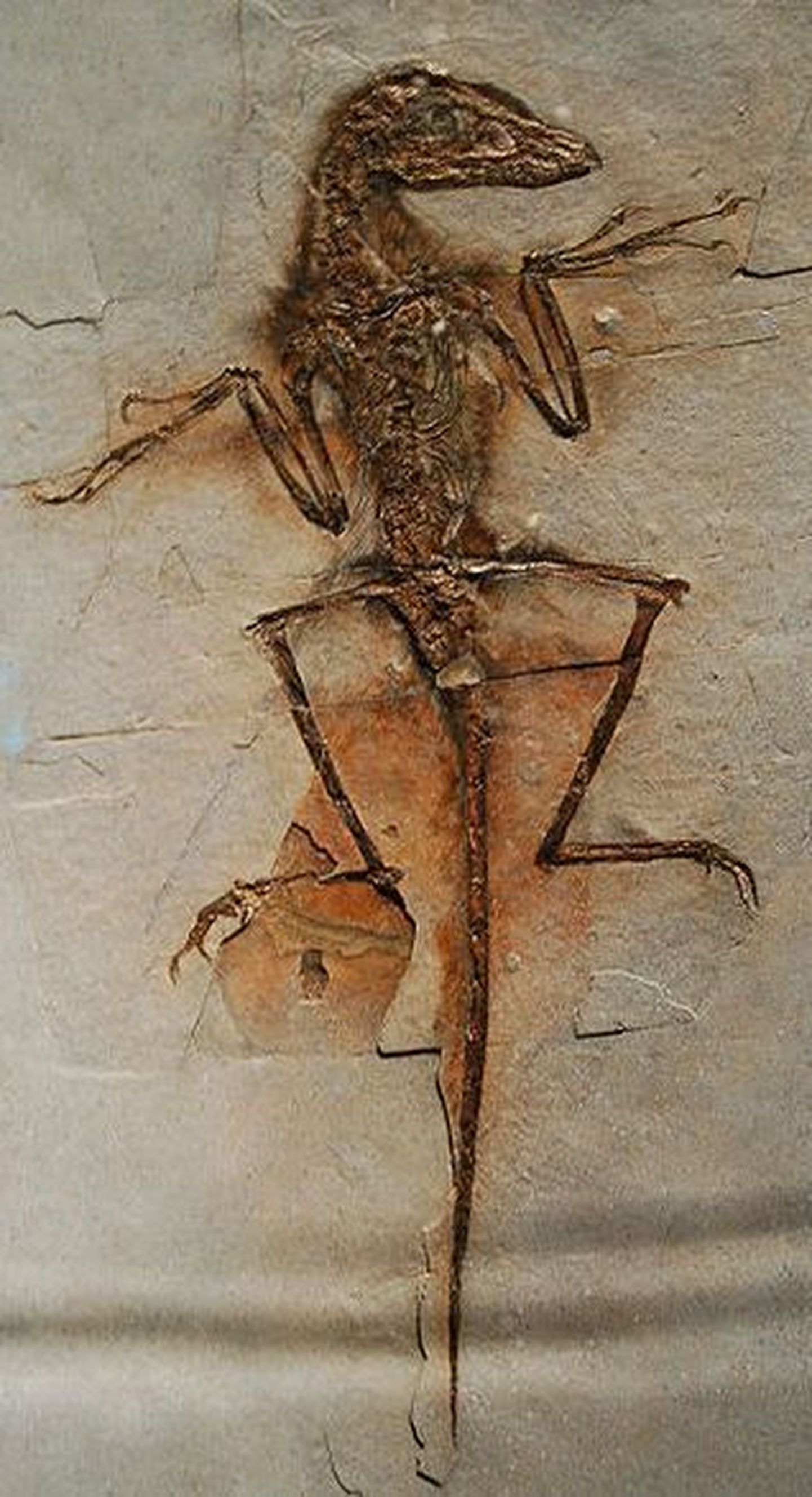 Sinornithosaurus`e fossiil